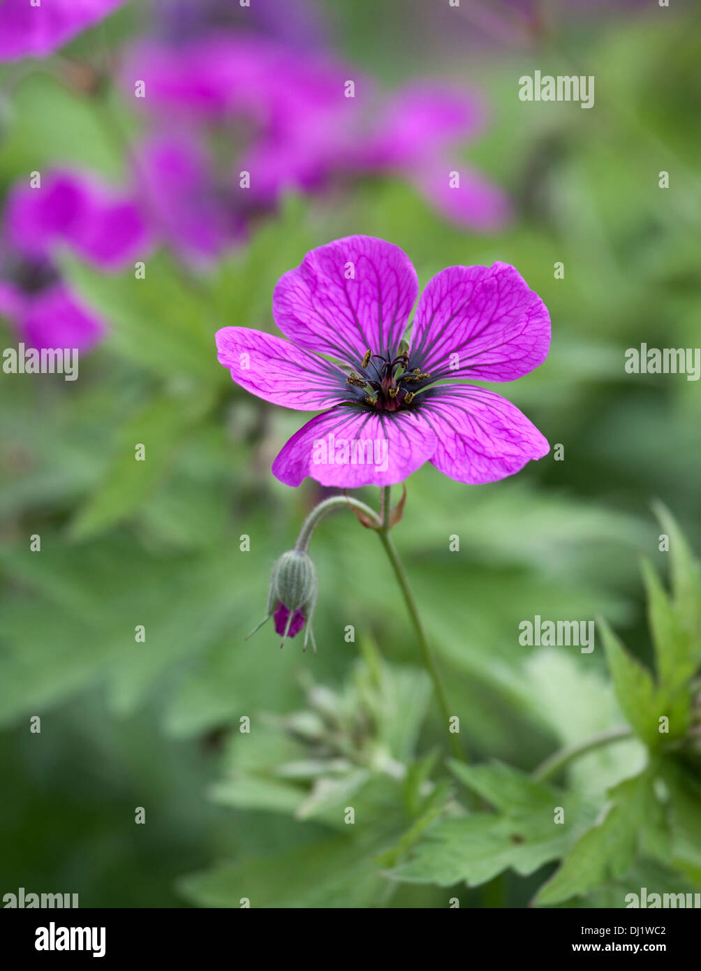 Nahaufnahme von lila Geranium Blüte mit flachen Schärfentiefe und Fokus auf die Staubblätter. Stockfoto