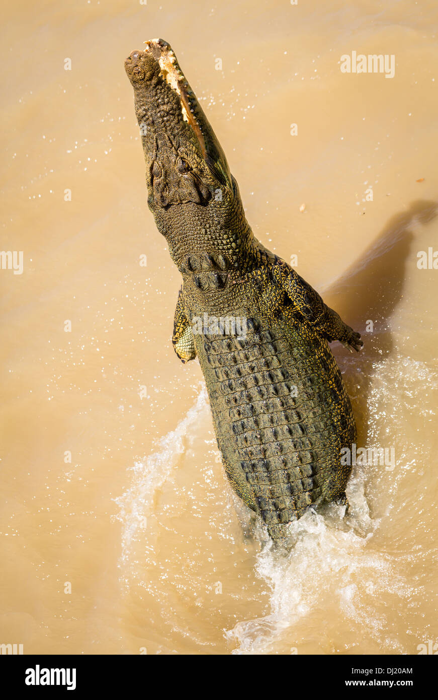 Salzwasser Krokodil (Crocodylus porosus) springen aus dem Wasser, Australien Stockfoto