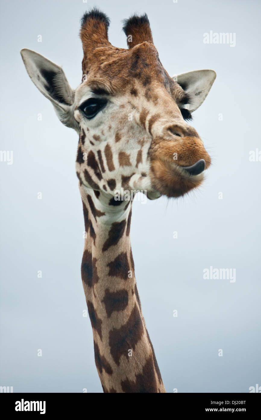 Giraffe im Zoo Safaripark roaming im Freien in ihrem natürlichen Lebensraum. Ein Portrait-Foto der Giraffen Kopf, Gesicht, Augen usw.. Stockfoto