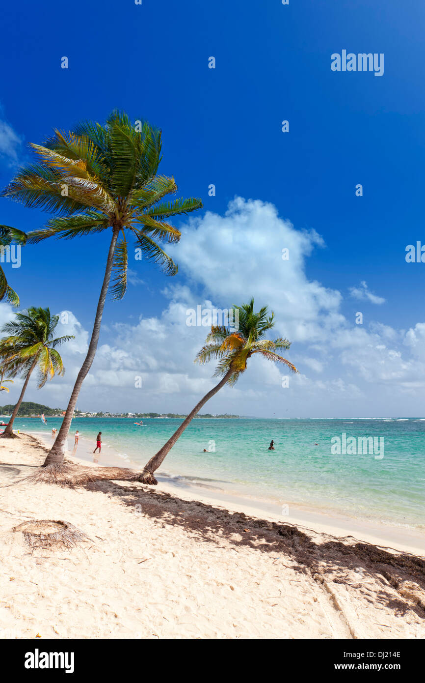 Palme am tropischen Strand von Guadeloupe Stockfoto