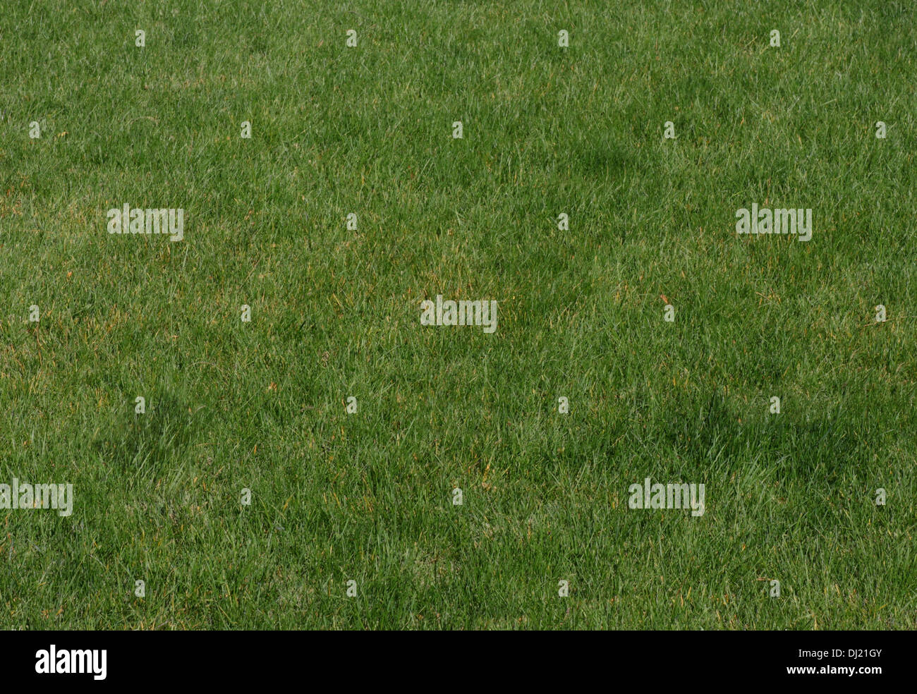 grünen Rasen in einem Garten Stockfoto