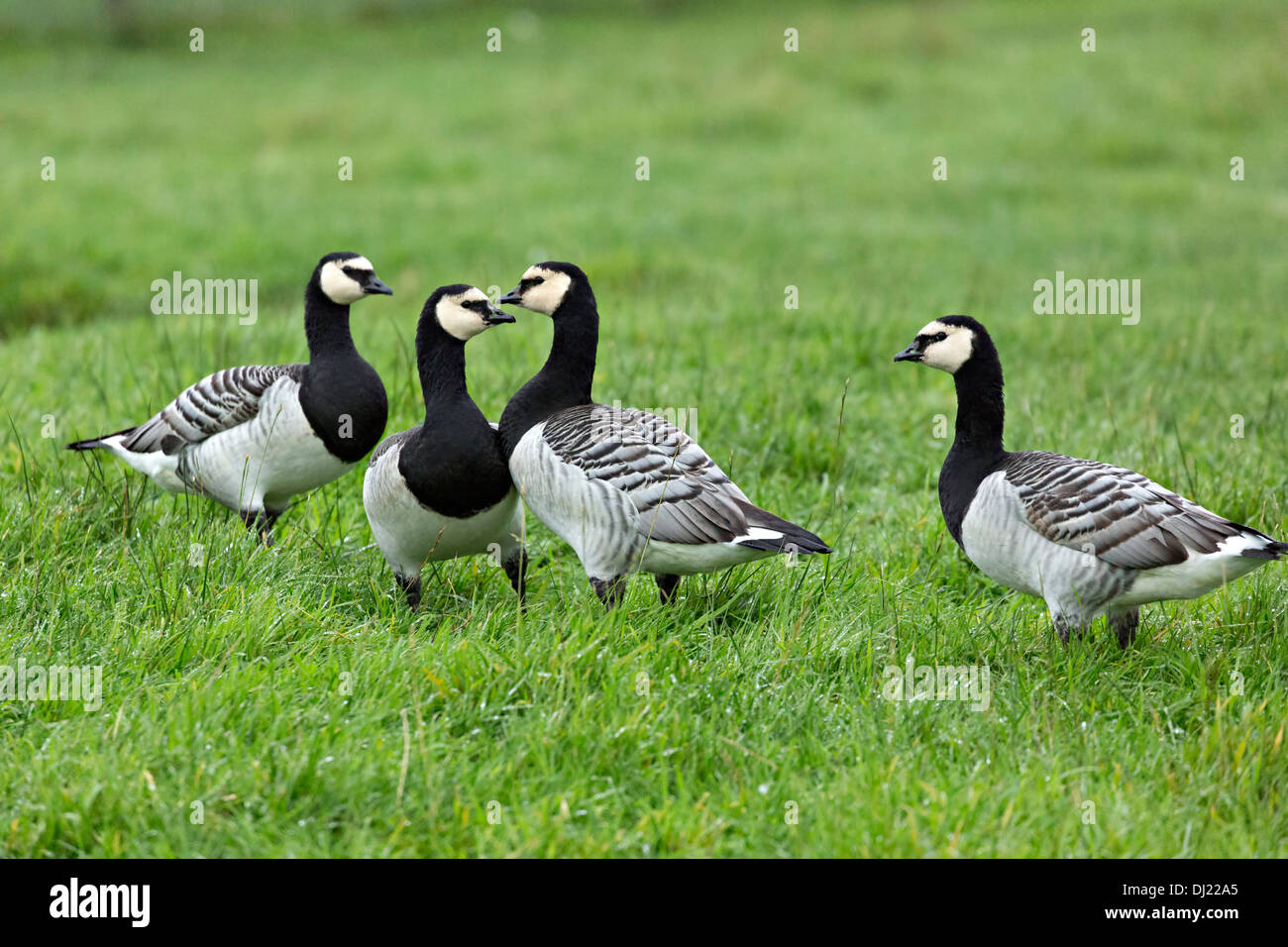 Weißwangengans, Branta leucopsis Stockfoto