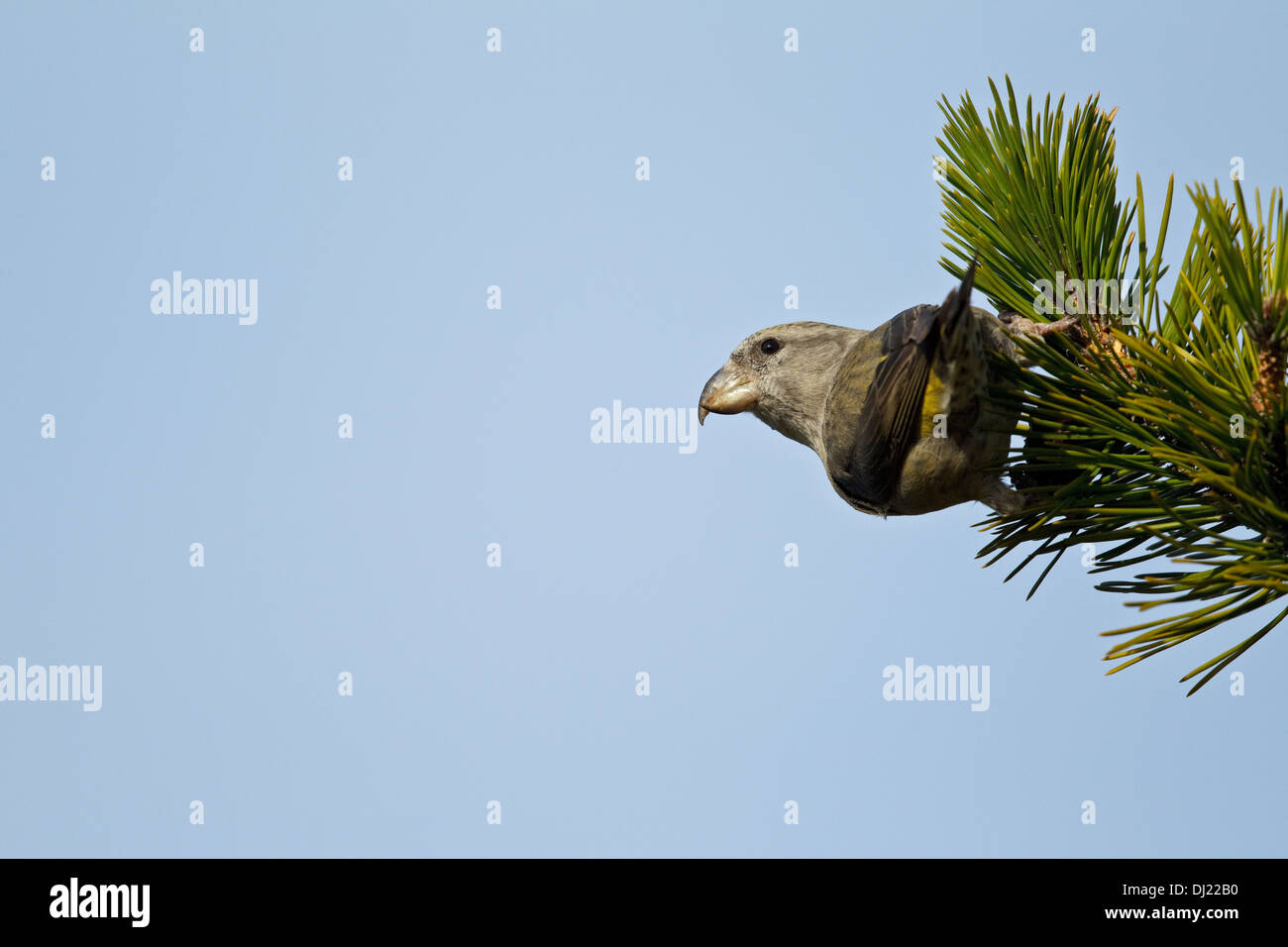 Papagei Fichtenkreuzschnabel (Loxia Pytyopsittacus) Stockfoto