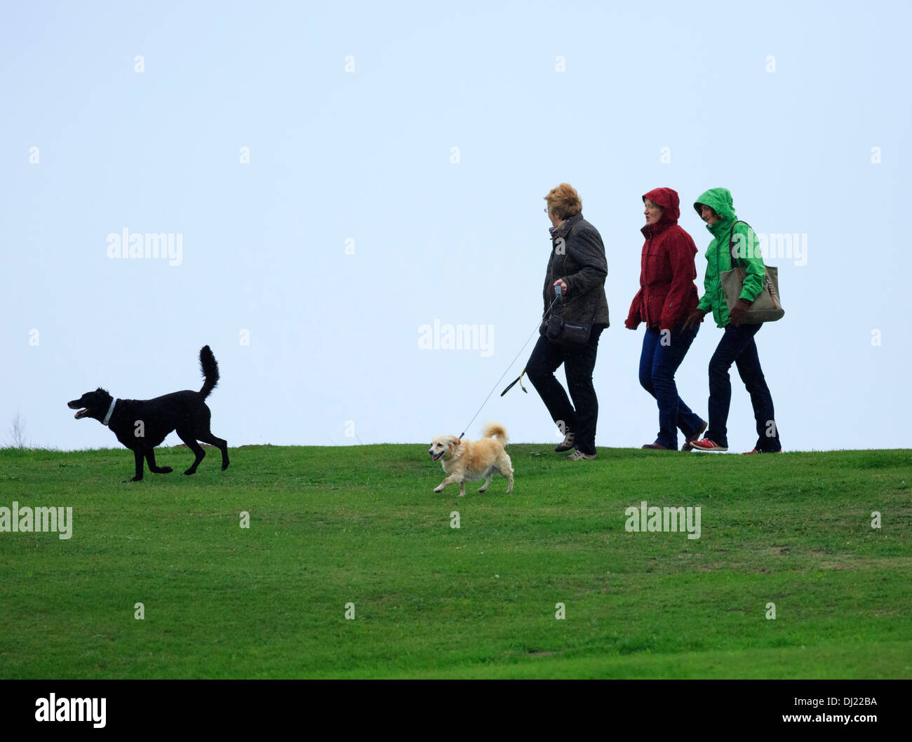 Fuß die Hunde an einem kalten Morgen im Regen Stockfoto