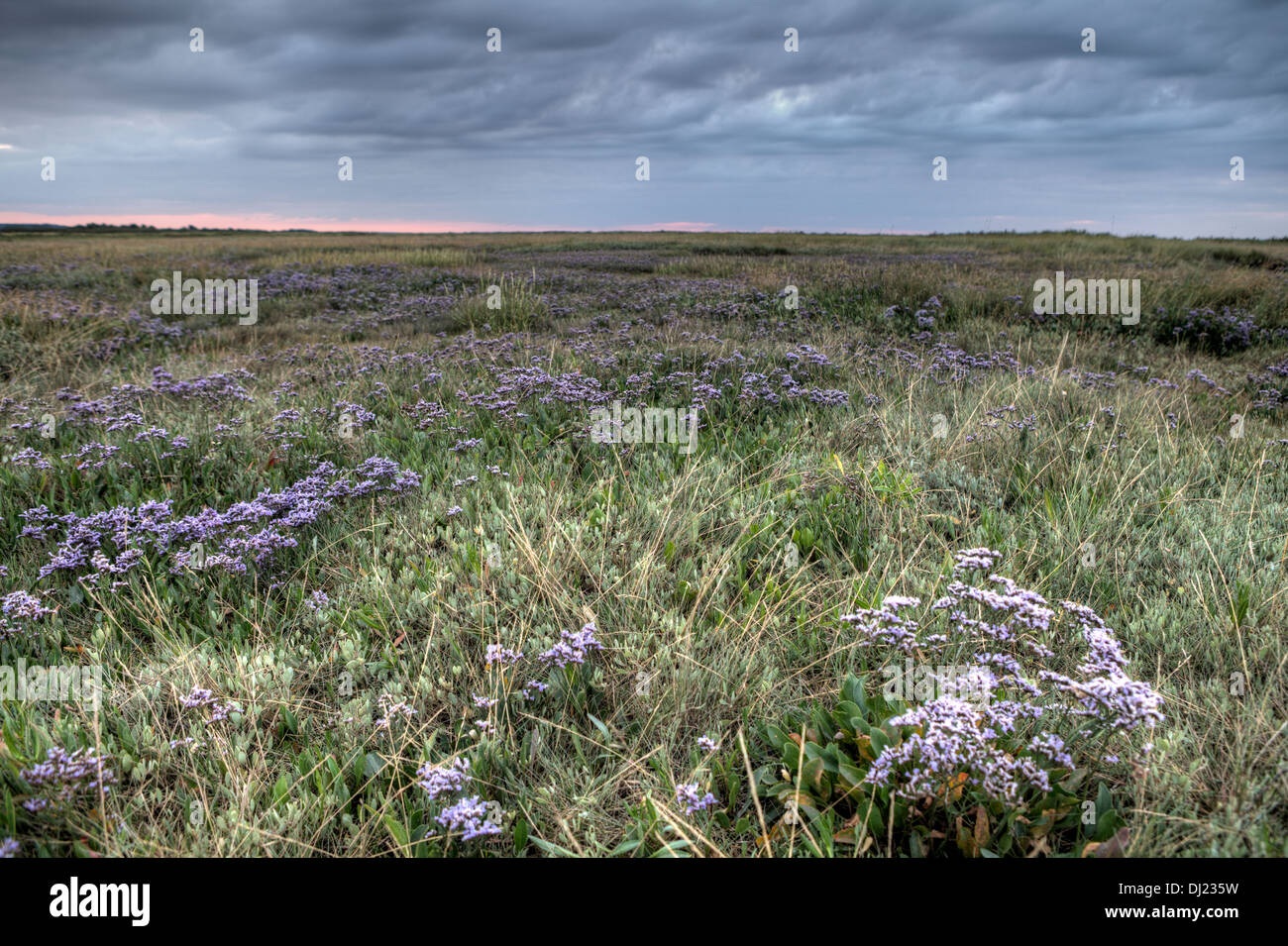 Wild Heather auf den Sumpf Stockfoto