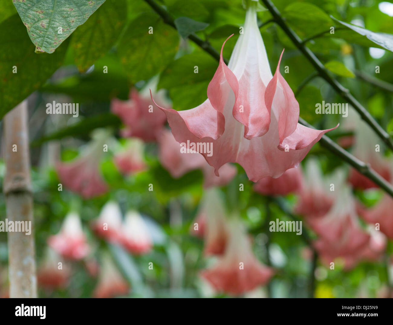 Angel Trumpet Blumen blühen entlang eines Flusses in Costa Rica. Datura Arborea auch als Königin der Nacht ist giftig. Stockfoto