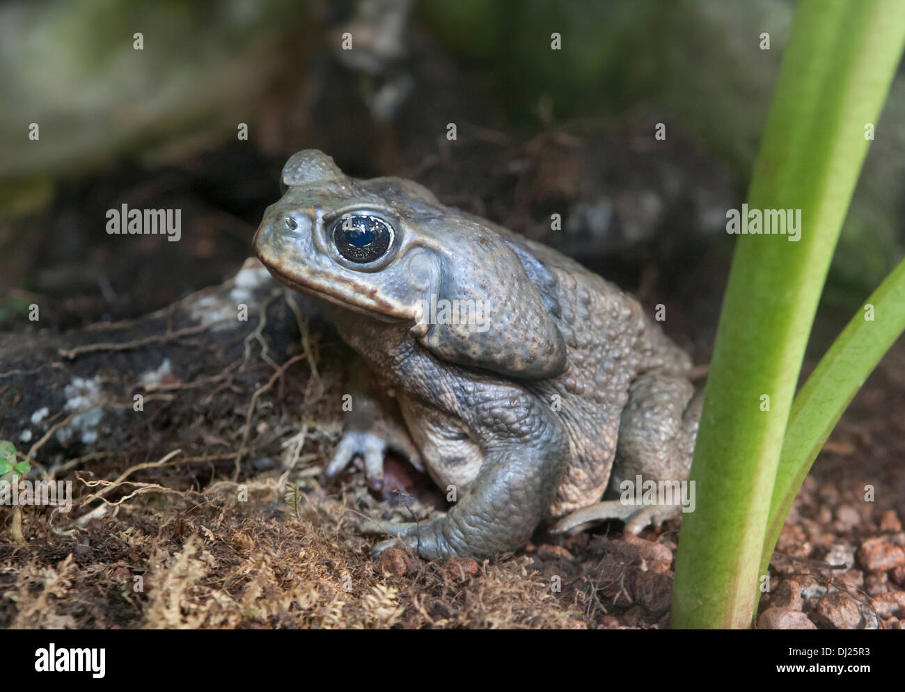 Ein Costa-ricanischer Cane Toad Stockfoto