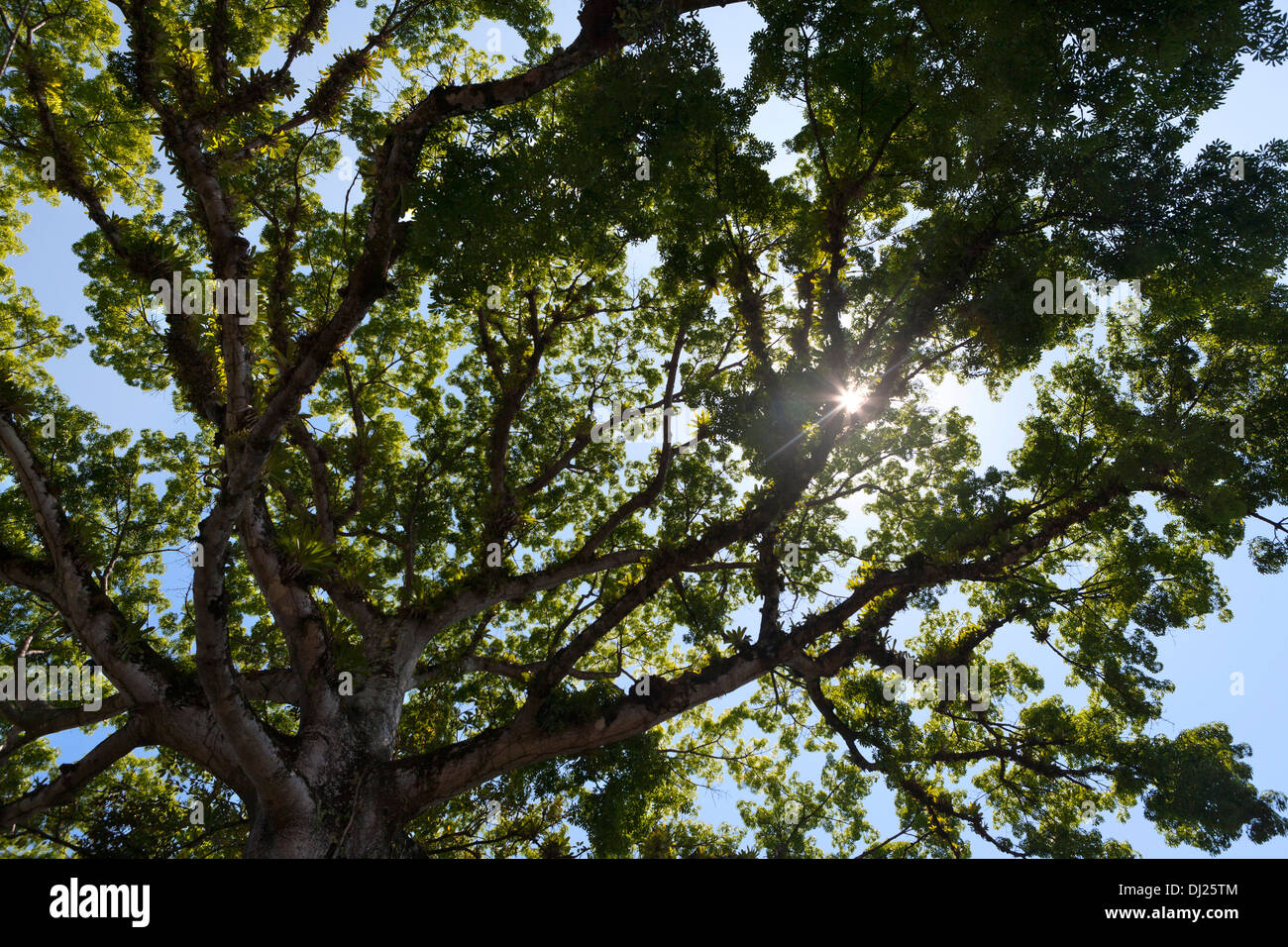 Große tropische Mahagoni-Baum in Costa Rica mit Sonne durch. Stockfoto