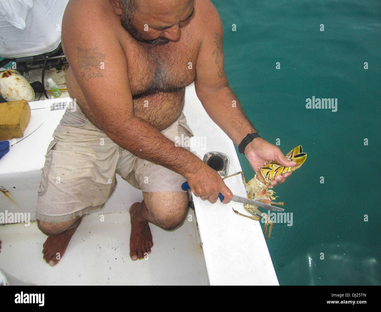 Karibik-Languste (Panulirus Argus) wird vorbereitet für Kochen in Caye Caulker, Belize fotografiert Stockfoto