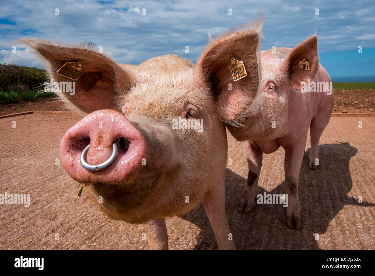 Schwein mit Nasenring Stockfoto