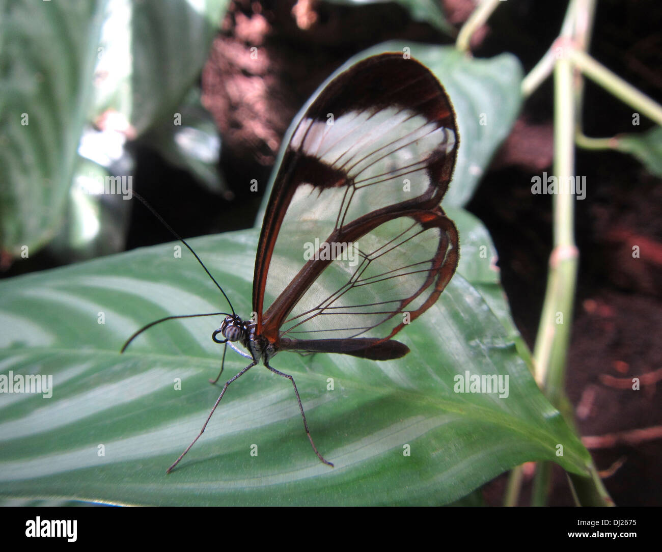 Nahaufnahme von einem Glasswing Schmetterling Stockfoto