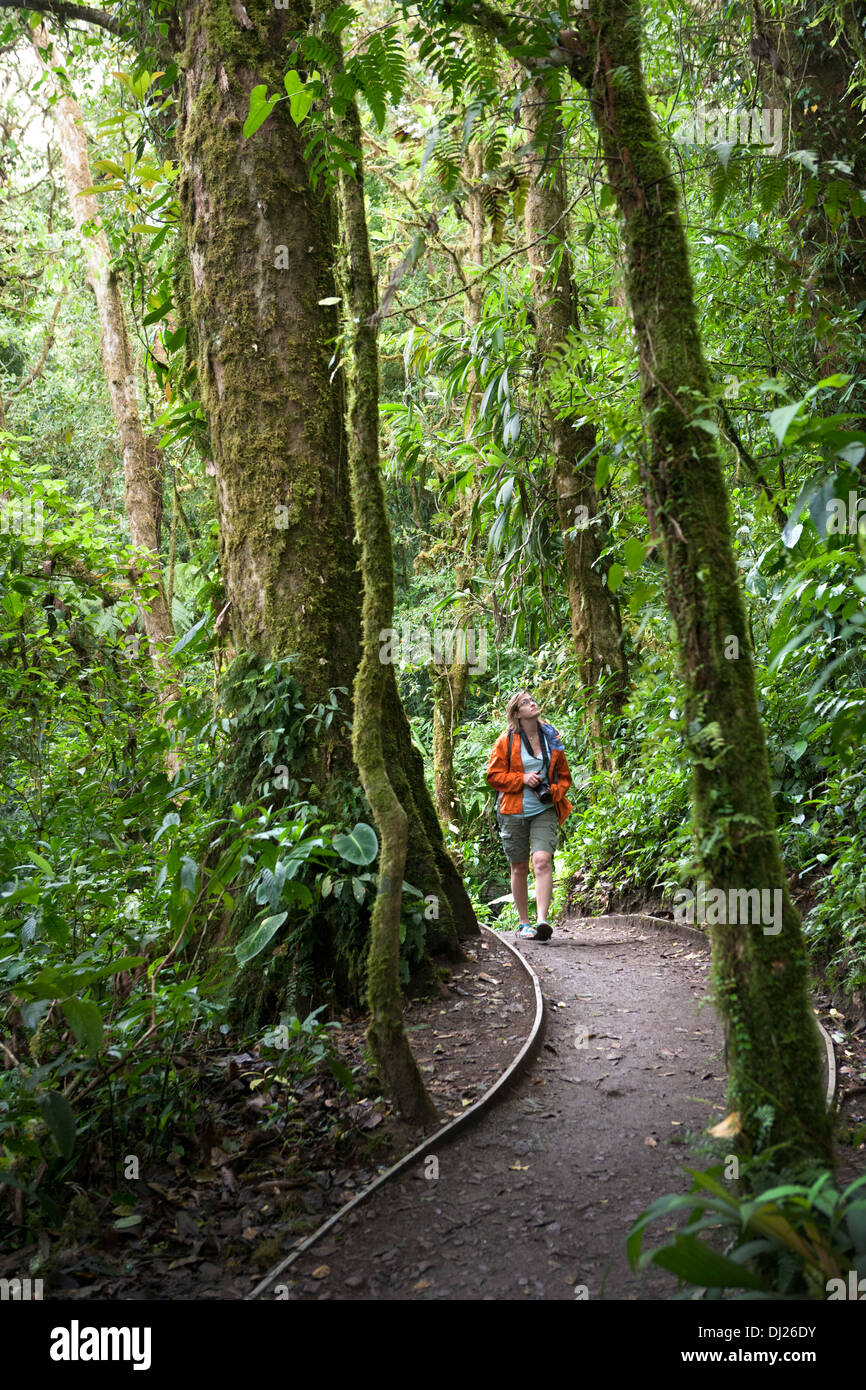 Eine Frau, ein Spaziergang durch die Monteverde Nebelwald Reservat in Costa Rica. Stockfoto