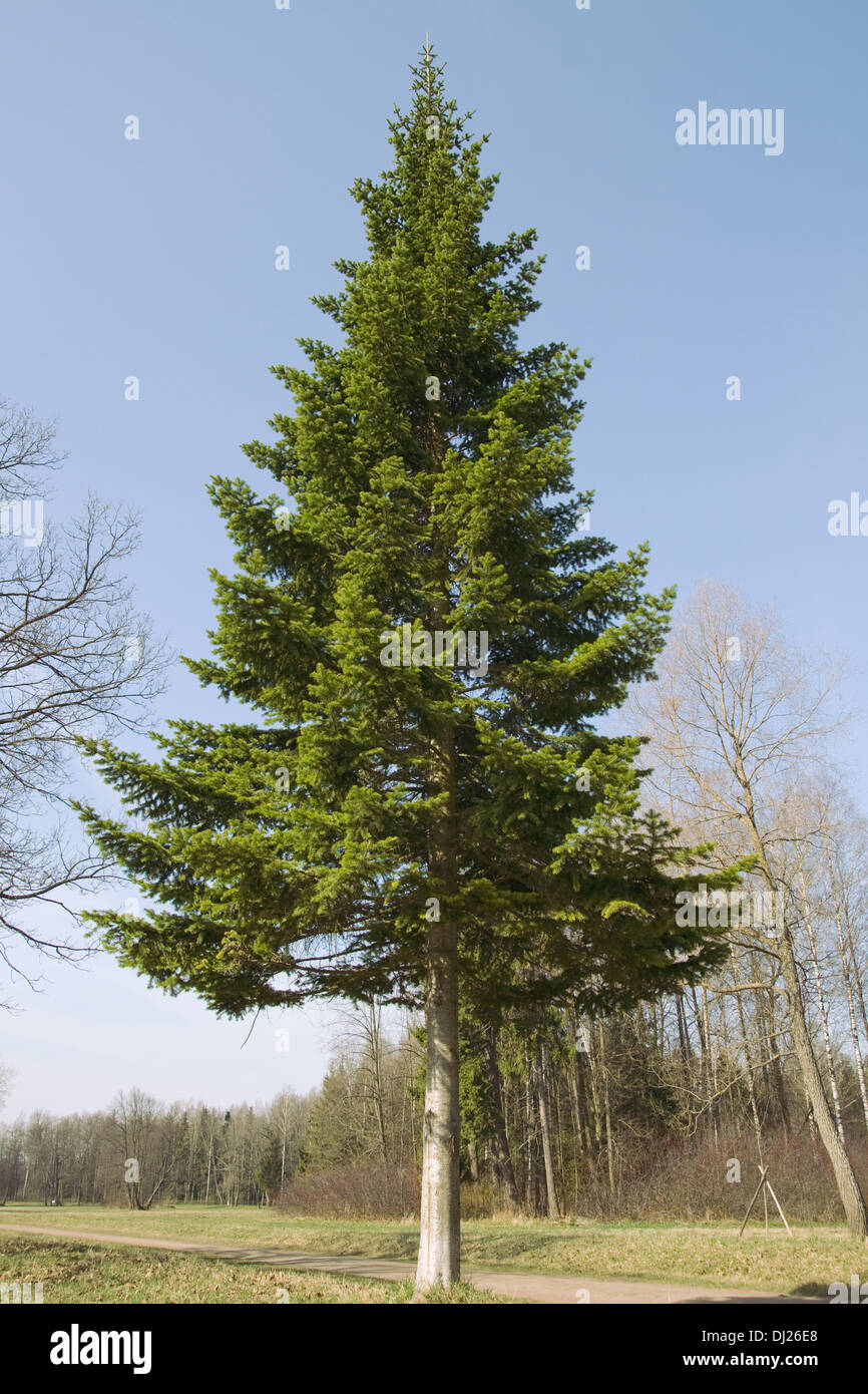Einer hohen Tanne in einem Sommerpark Stockfoto