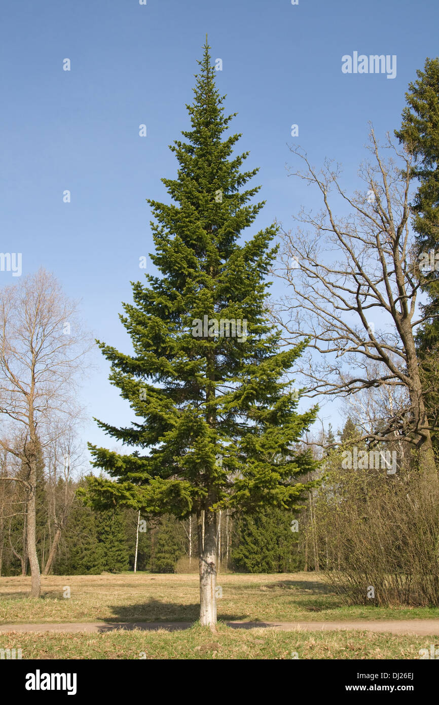 Einer hohen Tanne in einem Sommerpark Stockfoto