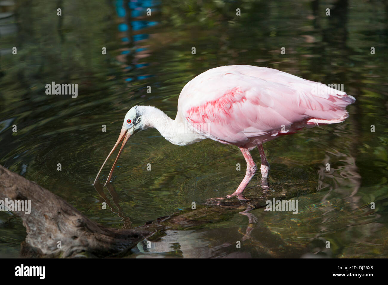 Eine rosige Löffler waten im seichten Wasser auf der Suche nach Nahrung. Stockfoto