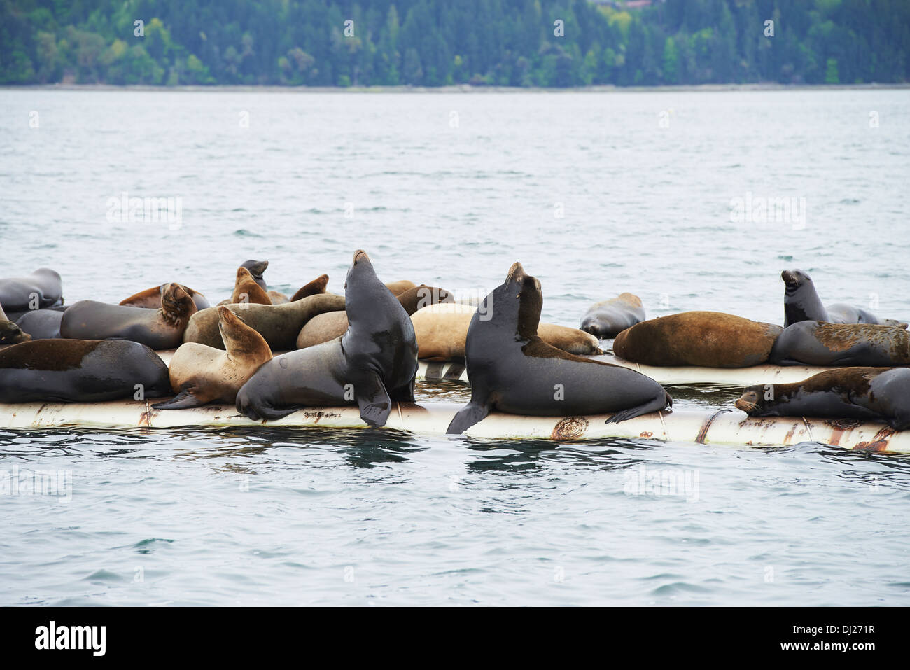 Seelöwen auf künstliche Pause Wasser; Fanny Bay, British Columbia, Kanada Stockfoto