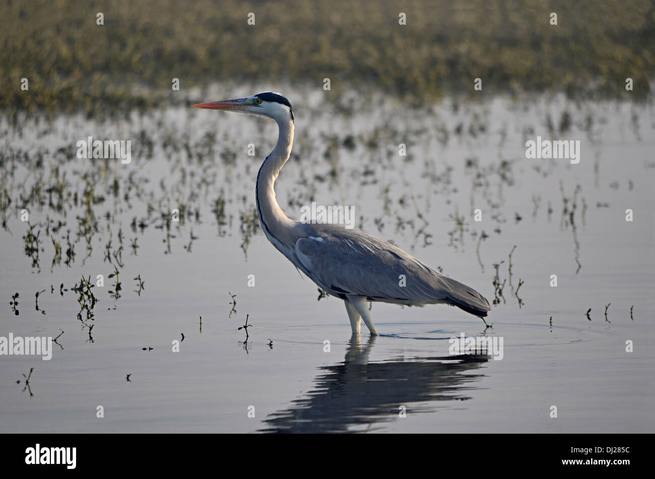 Der Graureiher Ardea Cinerea, Indien. Stockfoto