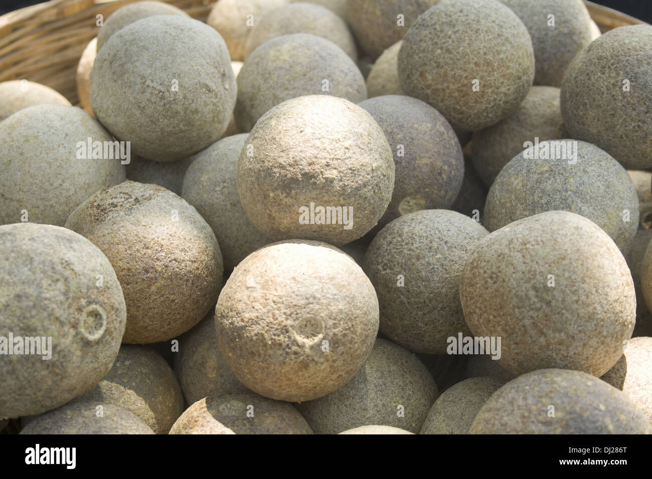 Holz-Apfel, Limonia Acidissima, Pune, Maharashtra, Indien Stockfoto