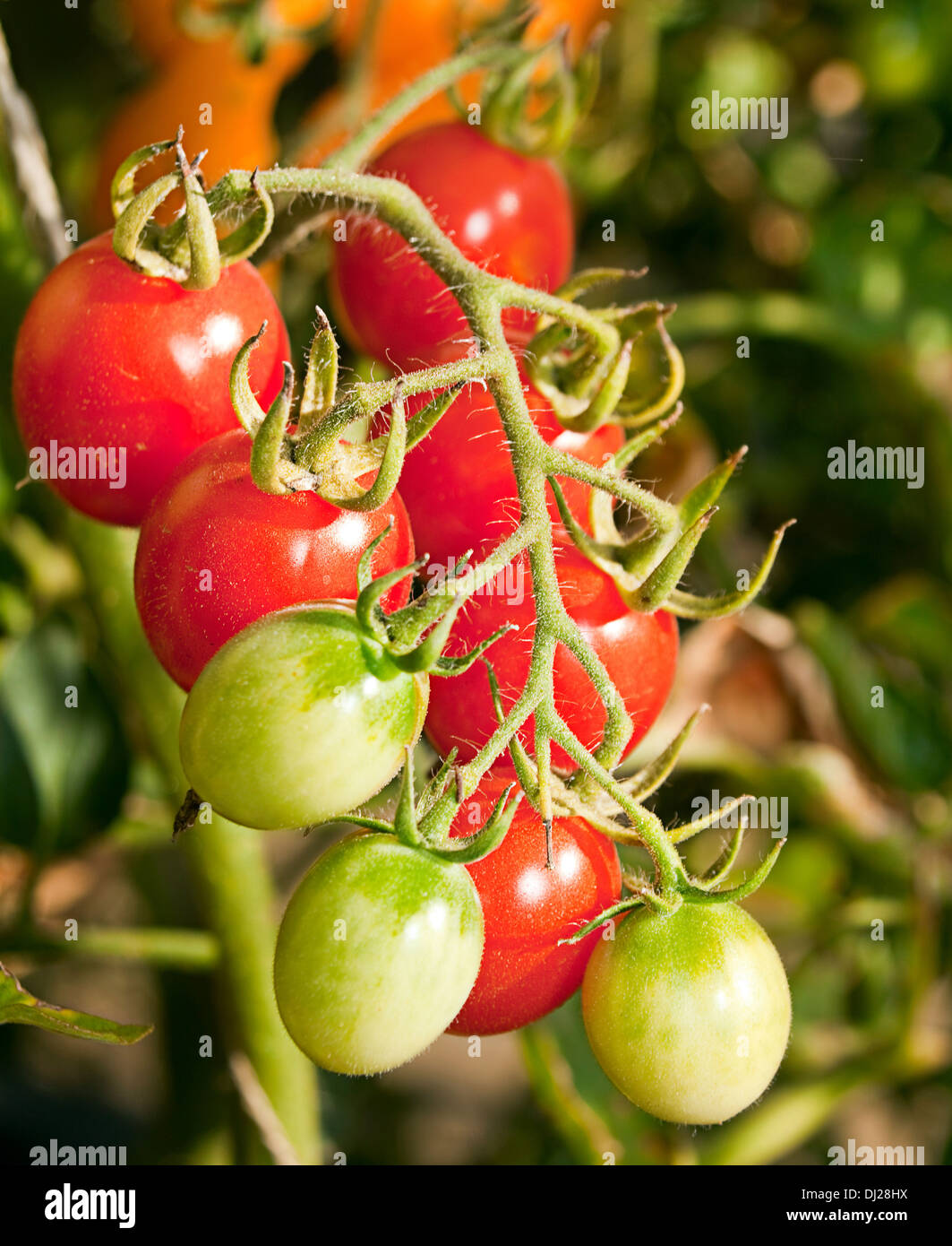 Zweig-Cherry-Tomaten im Garten Stockfoto