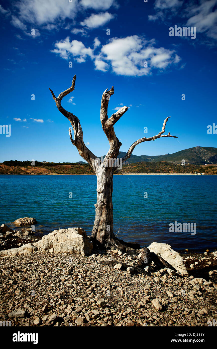 Ein toter Baum an der Seite des Stausees Zahara el Gastor, Andalusien, Spanien 2014 Stockfoto