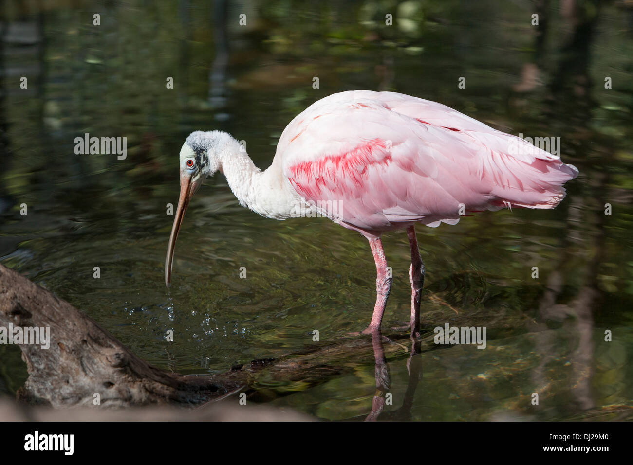 Eine rosige Löffler waten im seichten Wasser auf der Suche nach Nahrung. Stockfoto