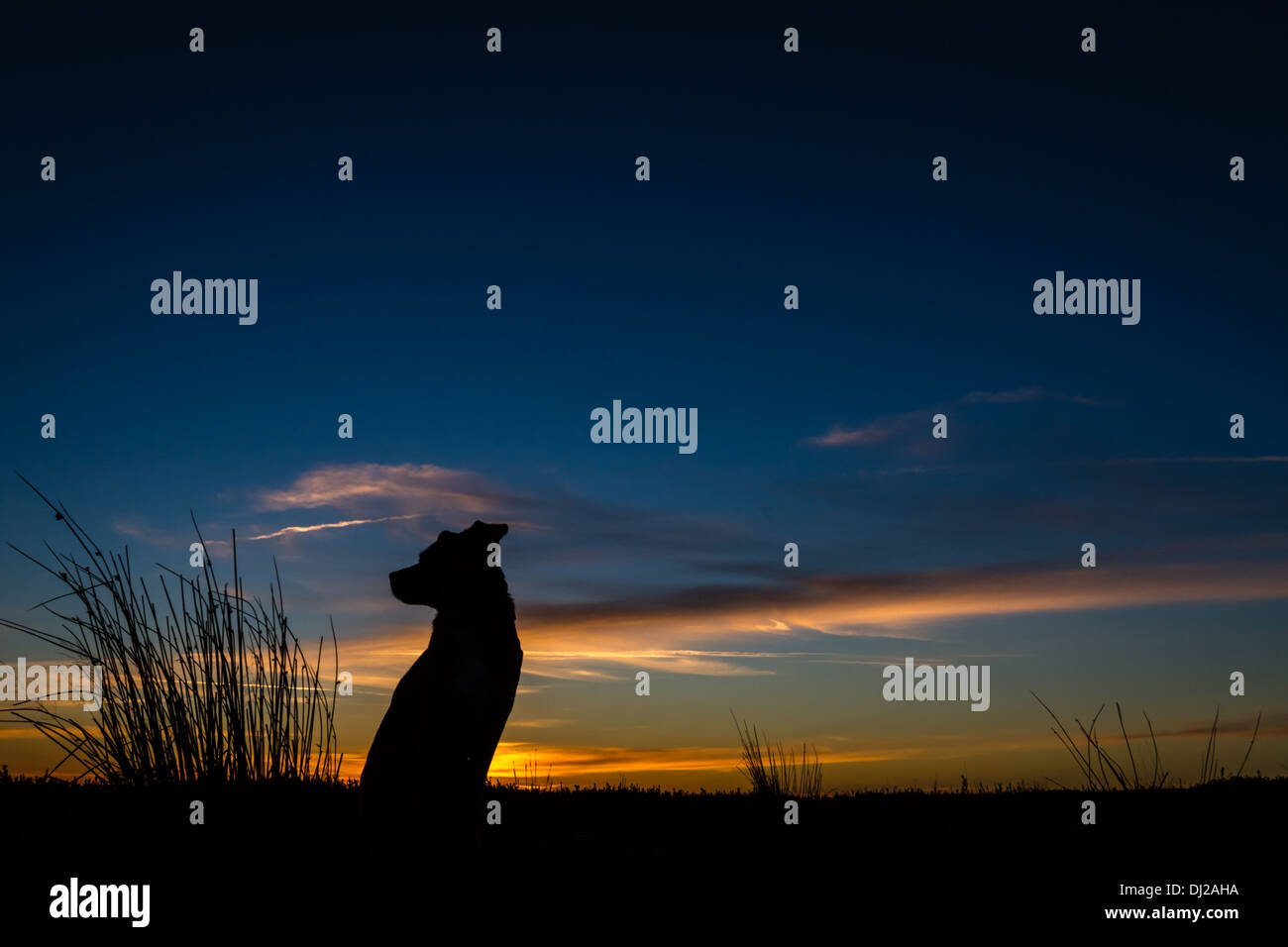 Hund bei Sonnenuntergang träumen Stockfoto