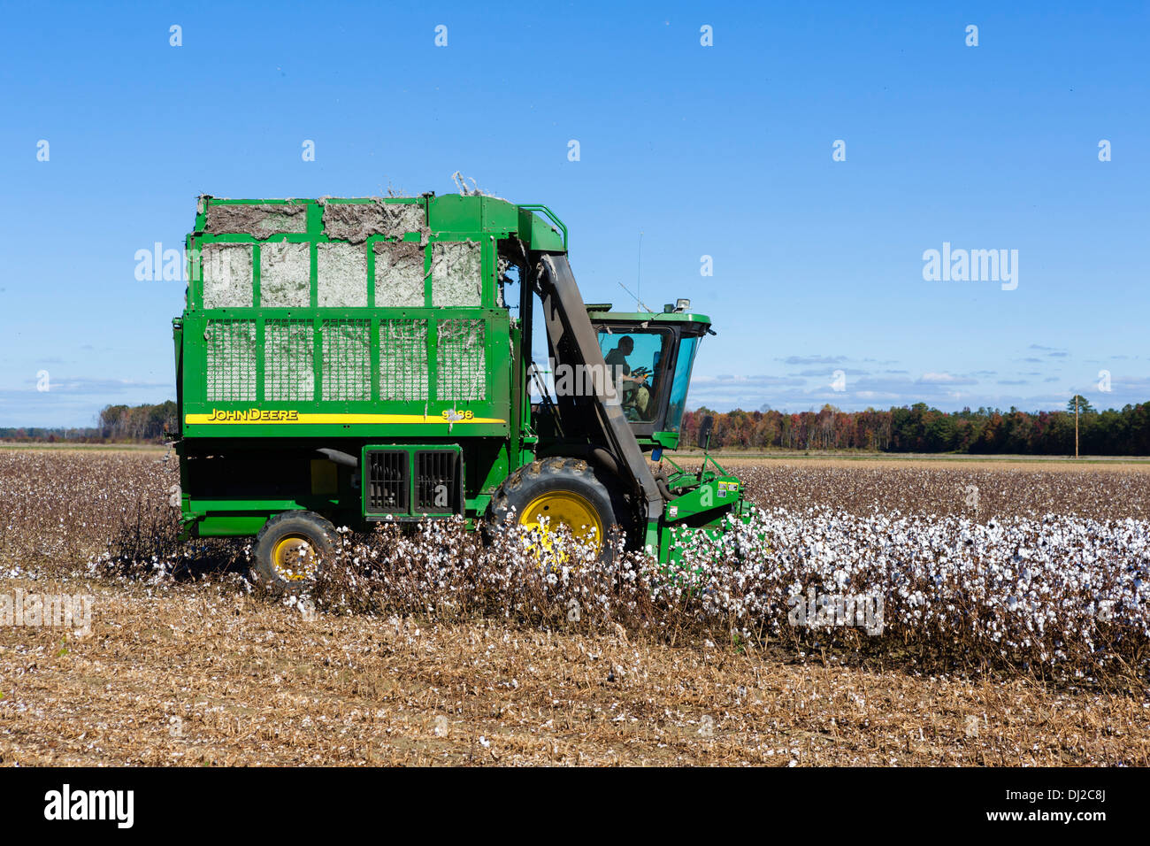 Baumwoll-Ernte in der Nähe von Edenton, Nord-Carolina, USA Stockfoto
