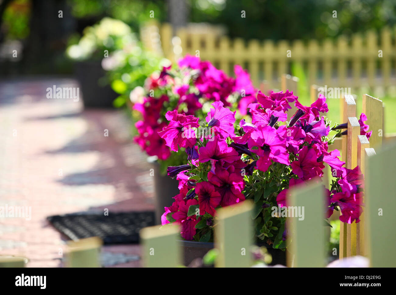 Petunien Blumen auf einem dekorativen Zaun in einem Vorgarten Stockfoto