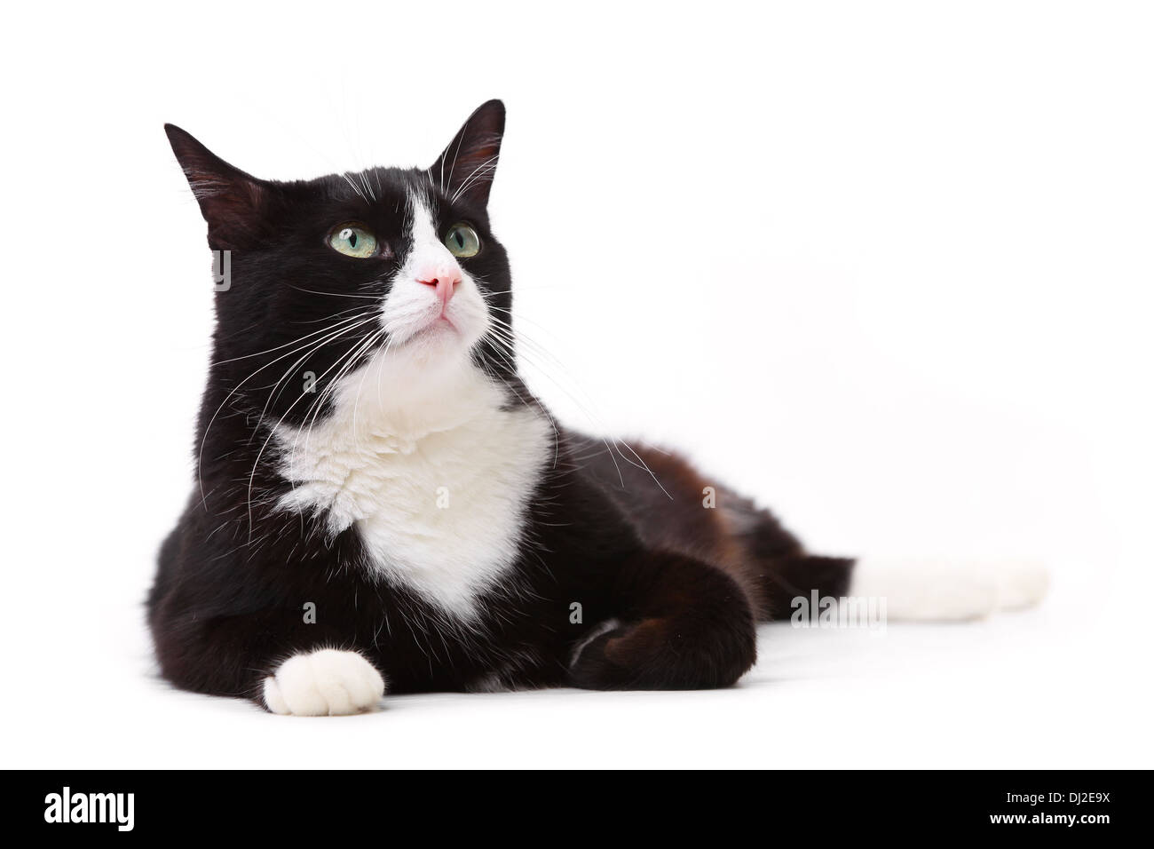 Schöne schwarze und weiße Katze sucht gegen weiß Stockfoto