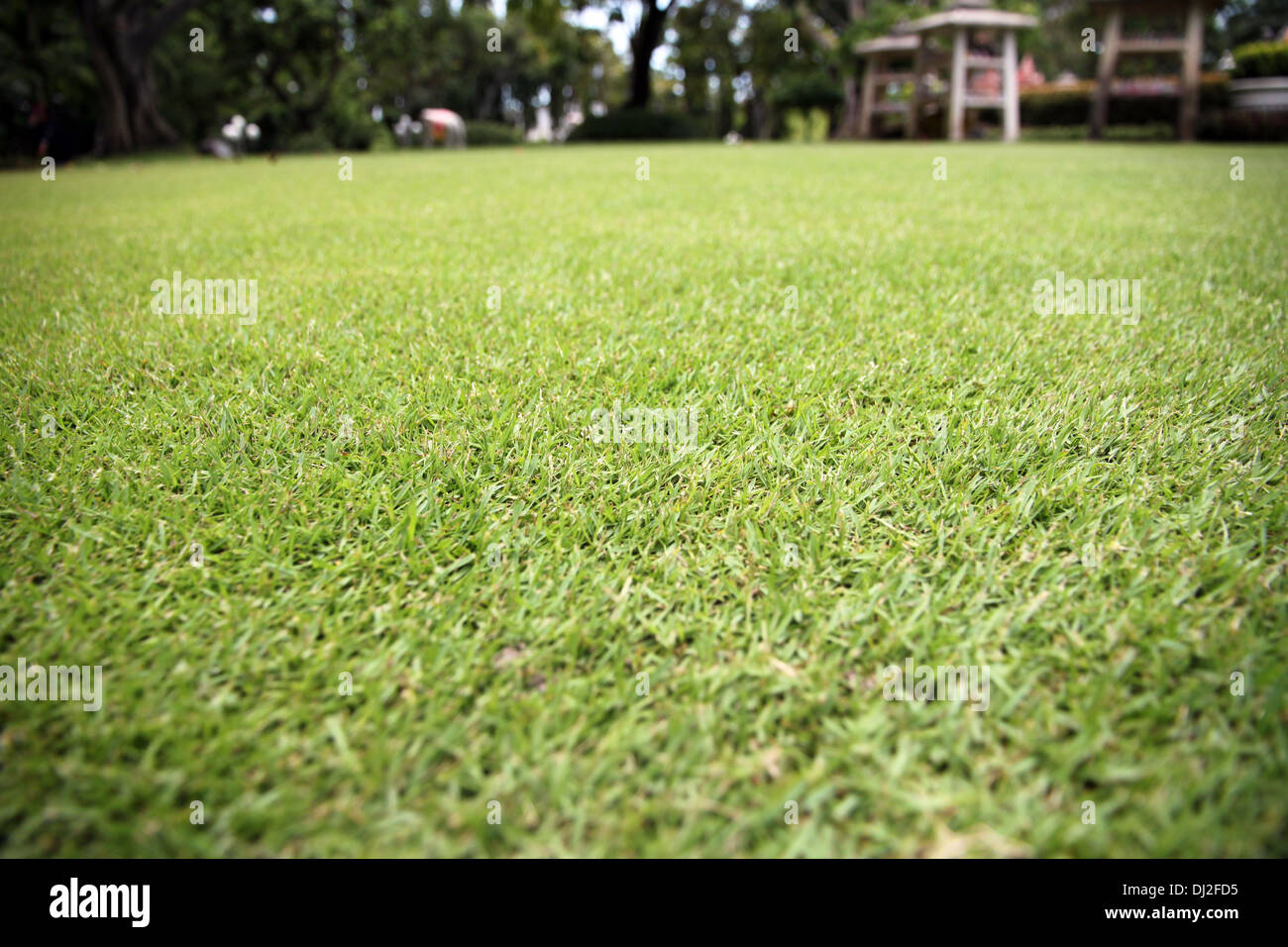 Das Bild Nahaufnahme Green grass im Garten. Stockfoto