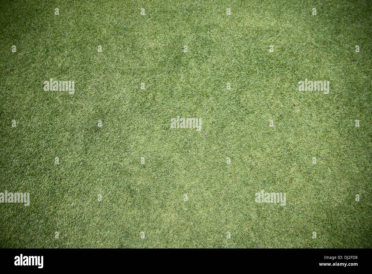 Das Bild Nahaufnahme Green grass im Garten. Stockfoto