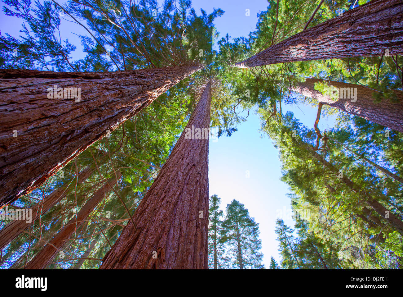 Mammutbäume in Kalifornien Blick von unten auf Mariposa Grove von Yosemite USA Stockfoto