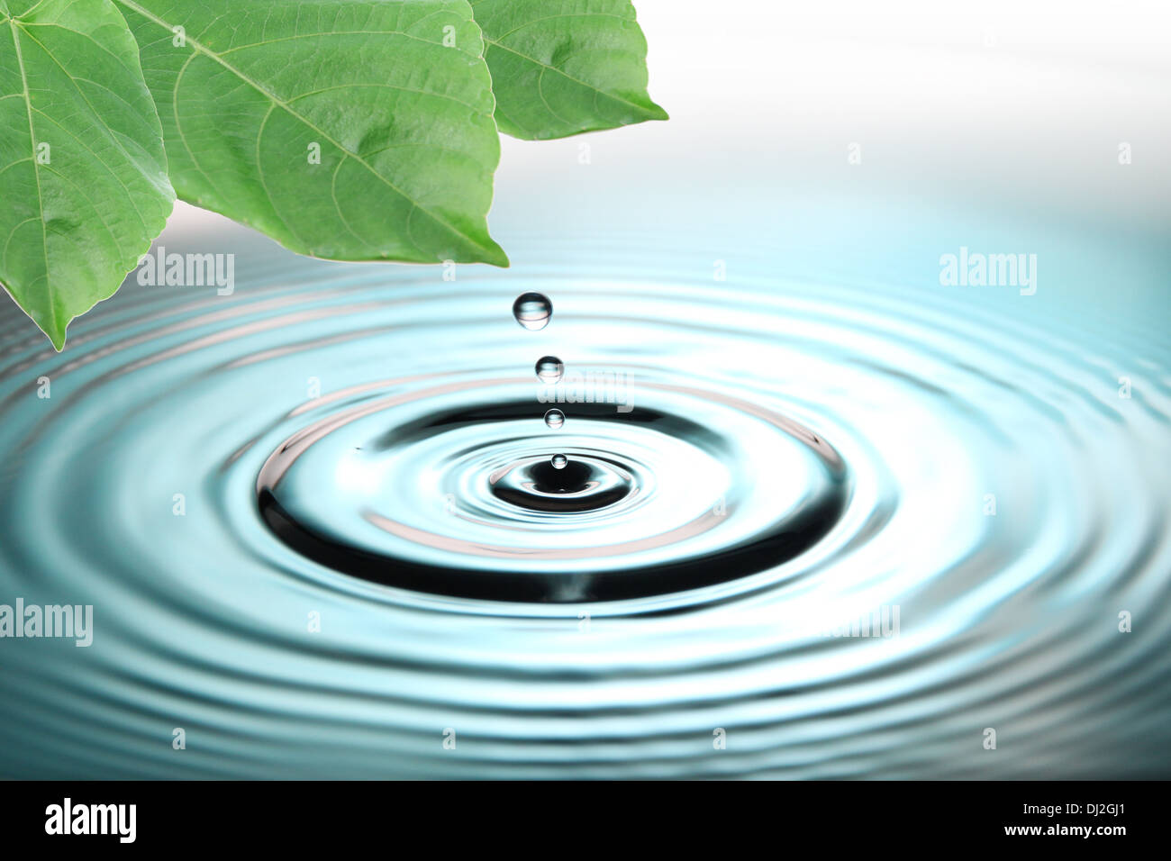 Das Bild, das grüne Blätter zu konzentrieren und blauen Wassertropfen. Stockfoto
