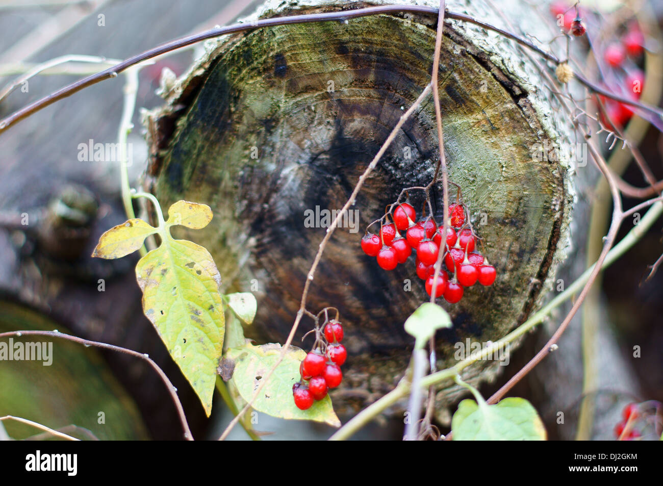 Solanum Dulcamara Bittersüße Nachtschatten Herbst Beeren bitter Nachtschatten blau Ackerwinde Stockfoto