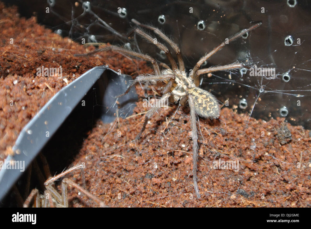 große weibliche Haus Spinne Stockfoto