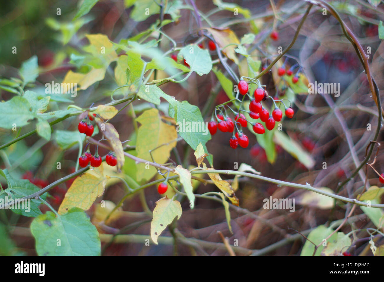 Solanum Dulcamara Bittersüße Nachtschatten Herbst Beeren bitter Nachtschatten blau Ackerwinde Stockfoto