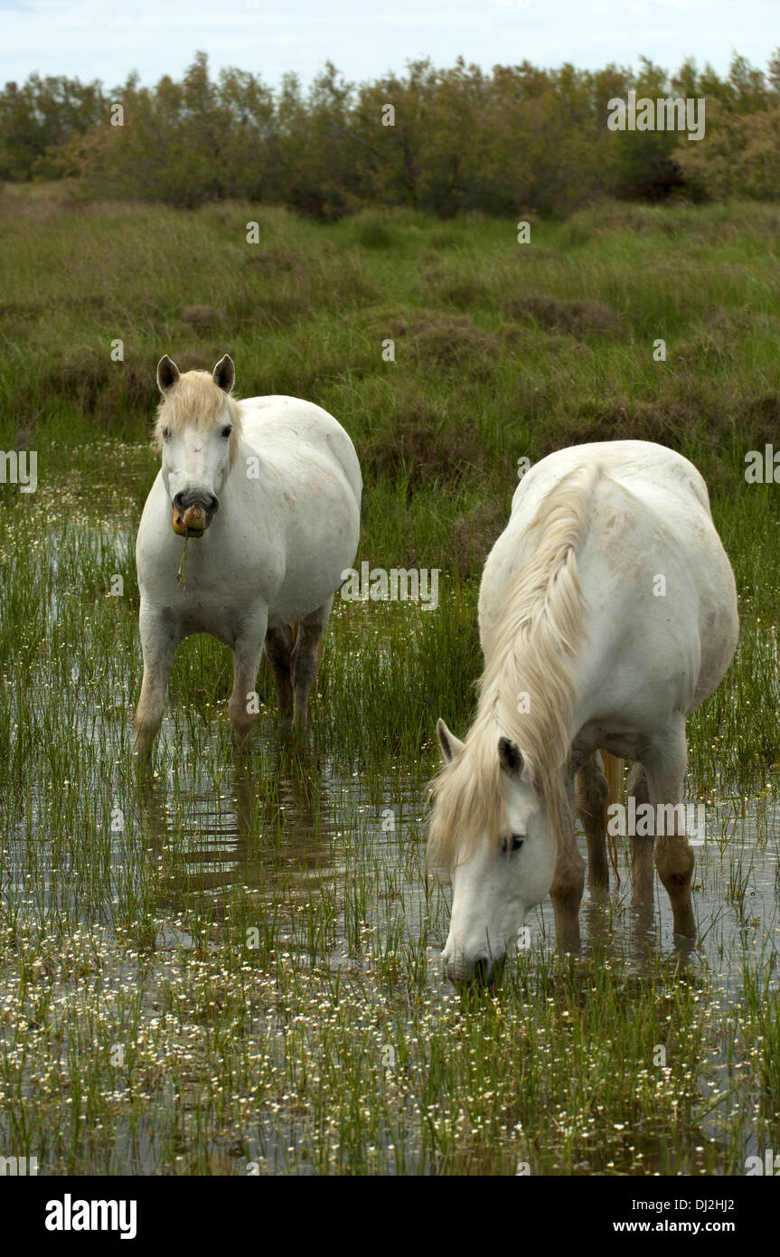 Halbwilden Camargue-Pferde, Camargue, Frankreich Stockfoto