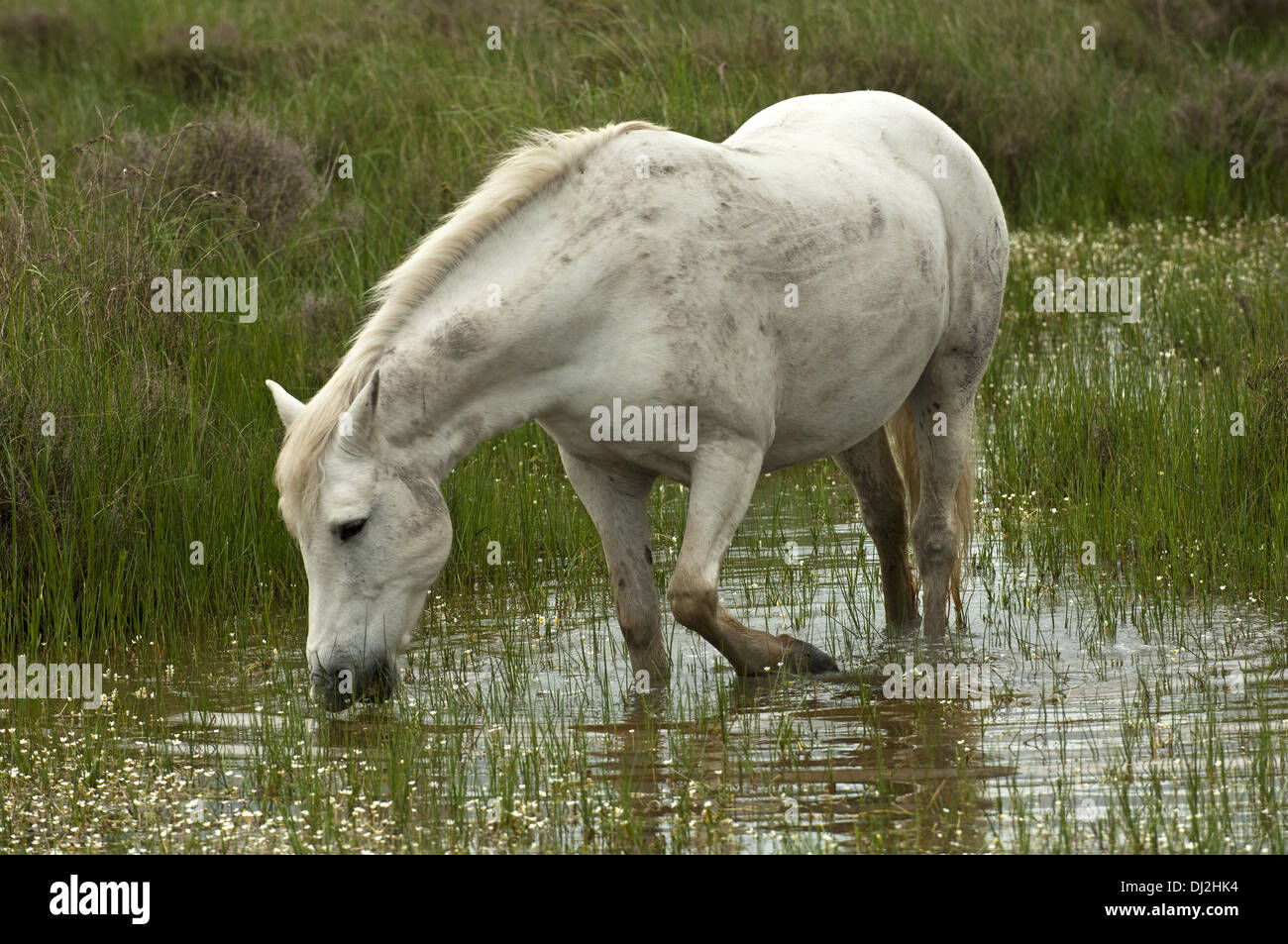 Camargue-Pferd in einem Feuchtgebiet Stockfoto