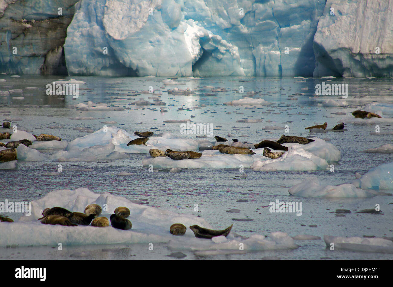 Maeres Gletscher mit Dichtungen Stockfoto