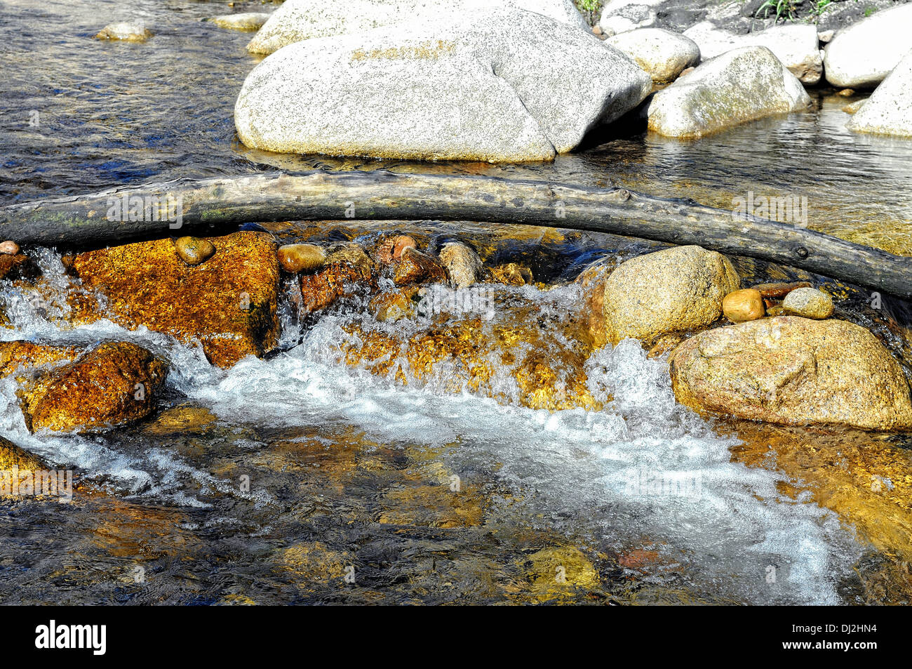 Baumstamm im Wasser Stockfoto