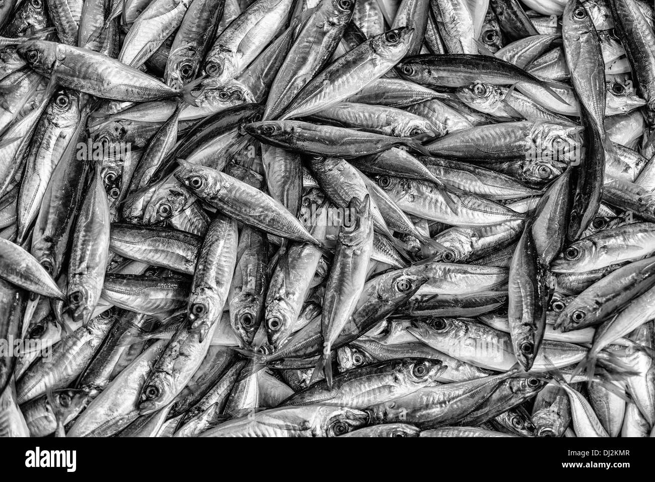 Fischmarkt direkt Angeln Industrie Fisch Sardinen Seafood Markt Salzwasser Fische Stack Meer In A Row Hintergründe und Heimtiere Stockfoto