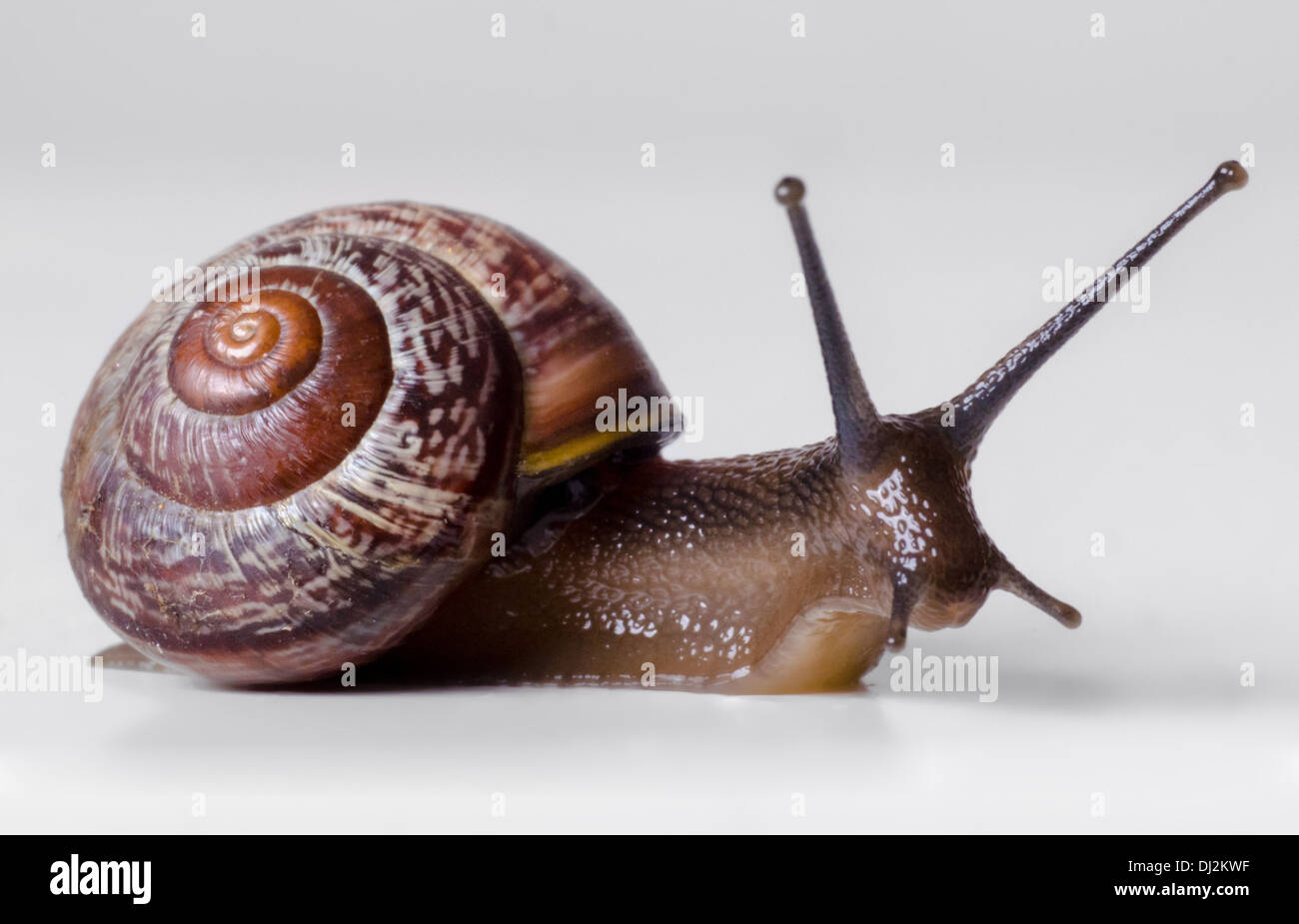 Schnecke close-up, Makro. Stockfoto