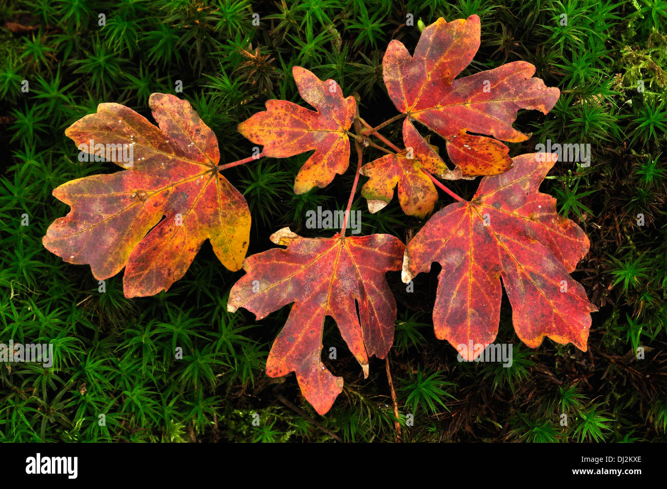 Feld Ahorn Acer Blätter im Herbst UK Stockfoto
