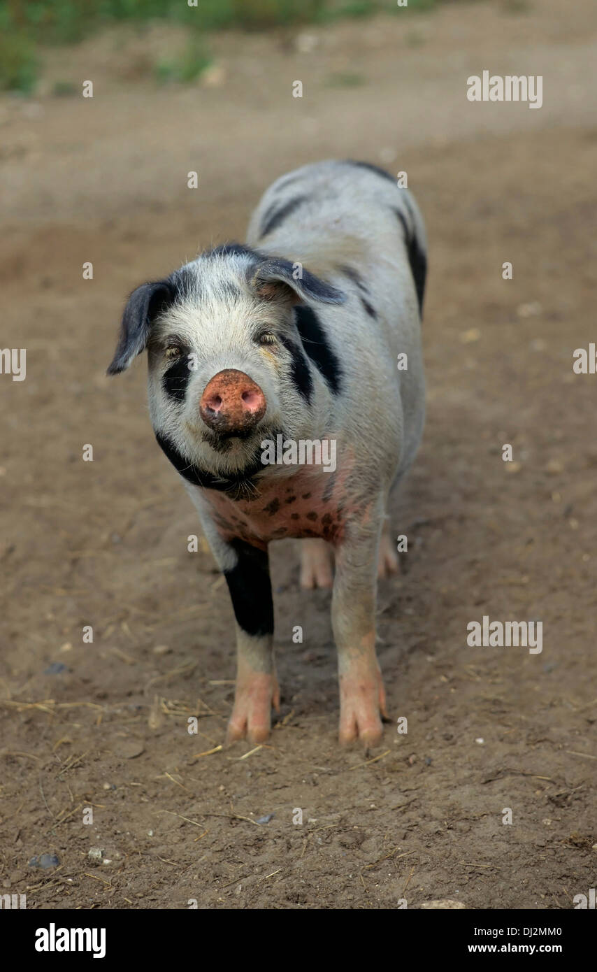 Buntes Bentheimer Schwein, Bentheimer Landschwein Stockfoto