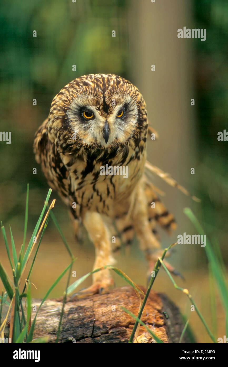 Sumpfohreule (Asio Flammeus), Sumpfohreule (Asio Flammeus) Stockfoto