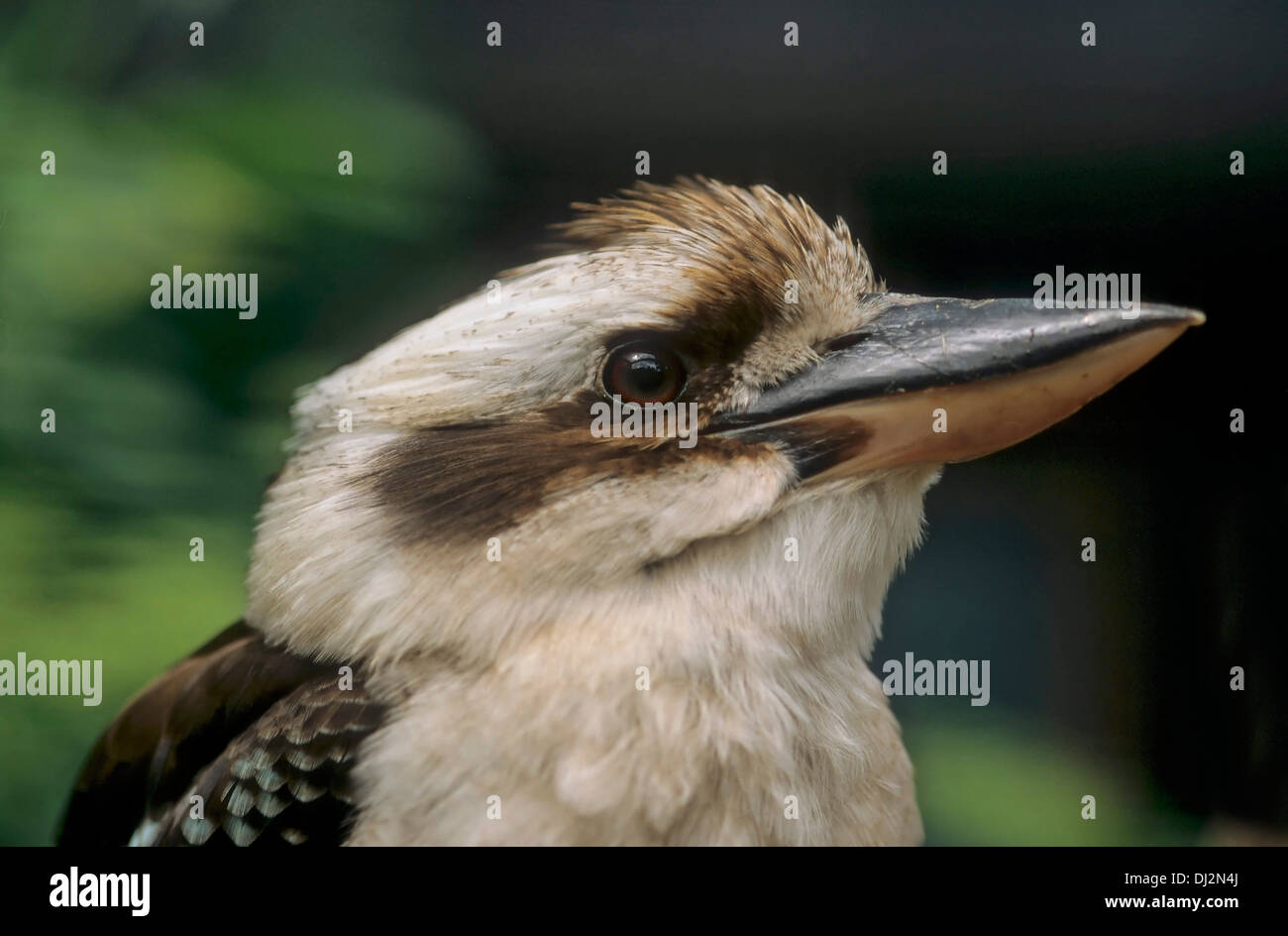 Laughing Kookaburra (Dacelo Novaeguineae), Jägerliest, Lachender Hans, Kookaburra, Herkunft: Australien, Blauflügel Stockfoto