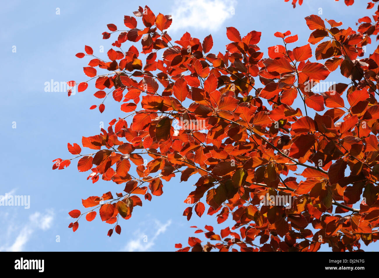 Lila-leaved Buche Stockfoto