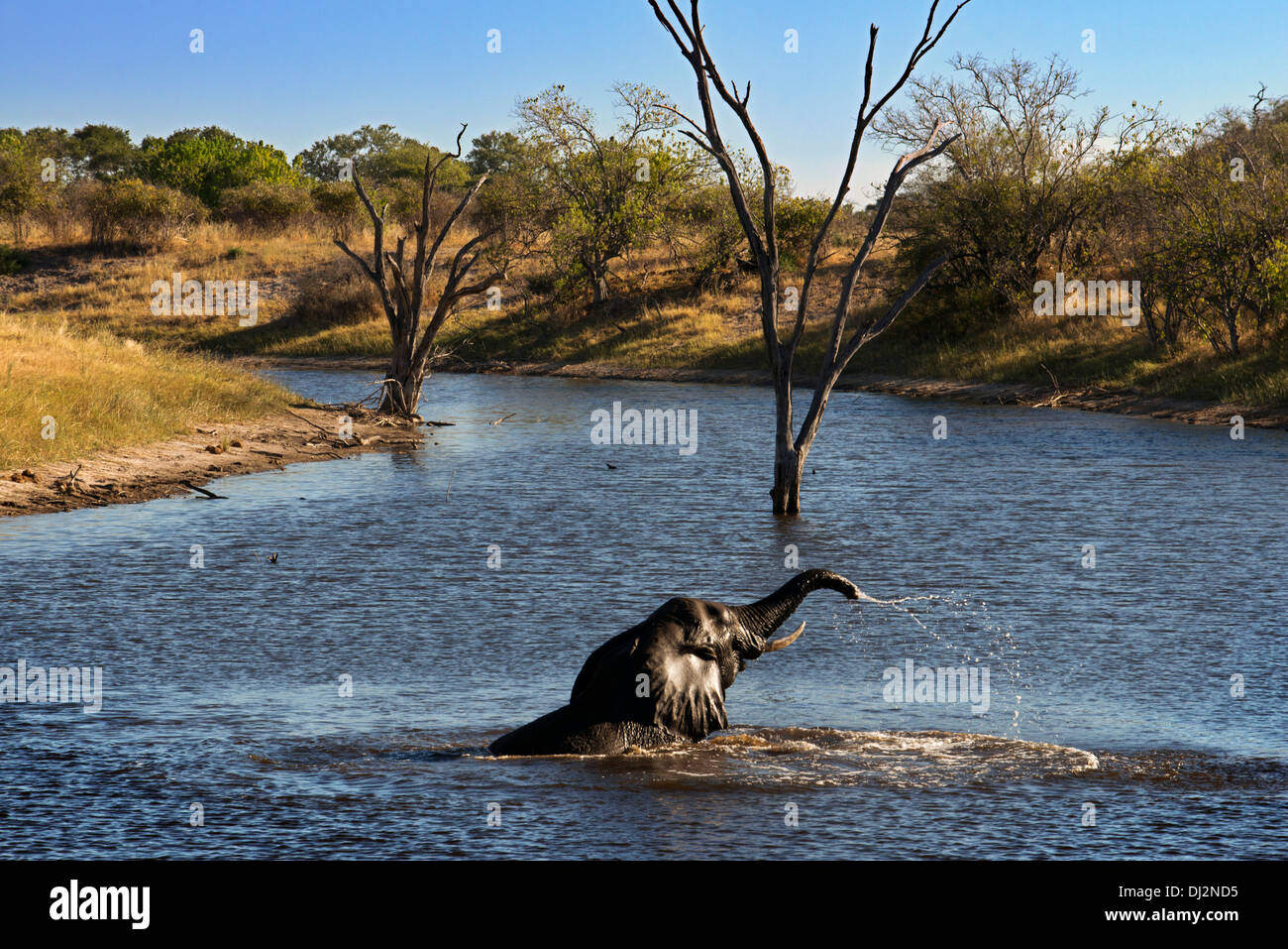 Ein Elefant badet ruhig in einem Camp in der Nähe von Savute Elephant Camp von Orient-Express in Botswna im Chobe National Park Stockfoto