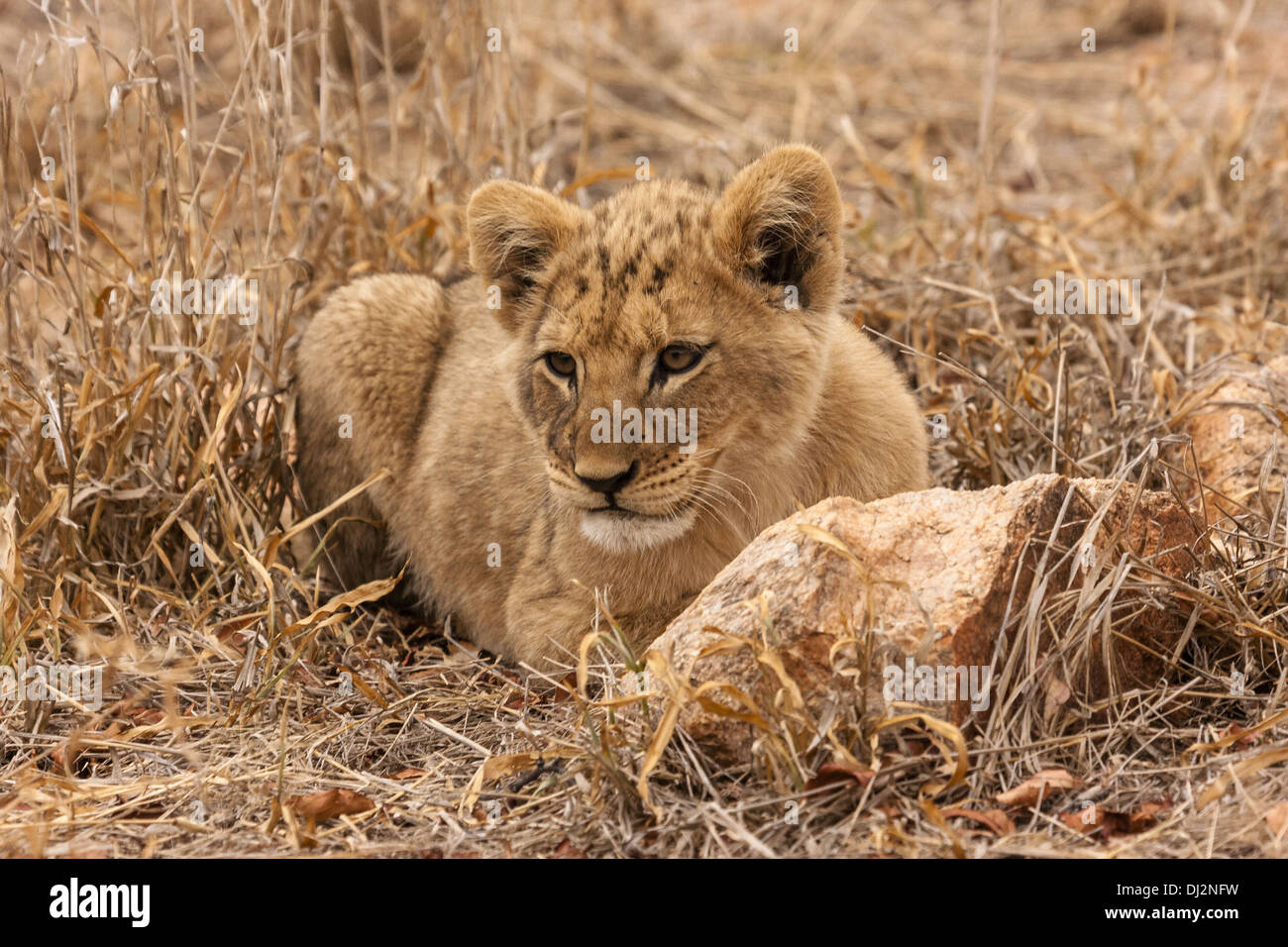 Löwe (Panthera Leo) Stockfoto