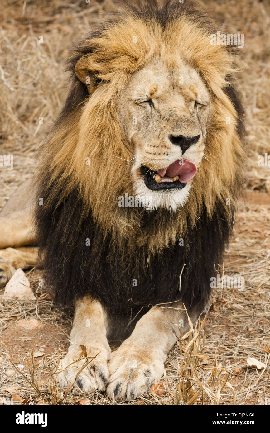 Gähnender Löwe (Panthera Leo) Stockfoto